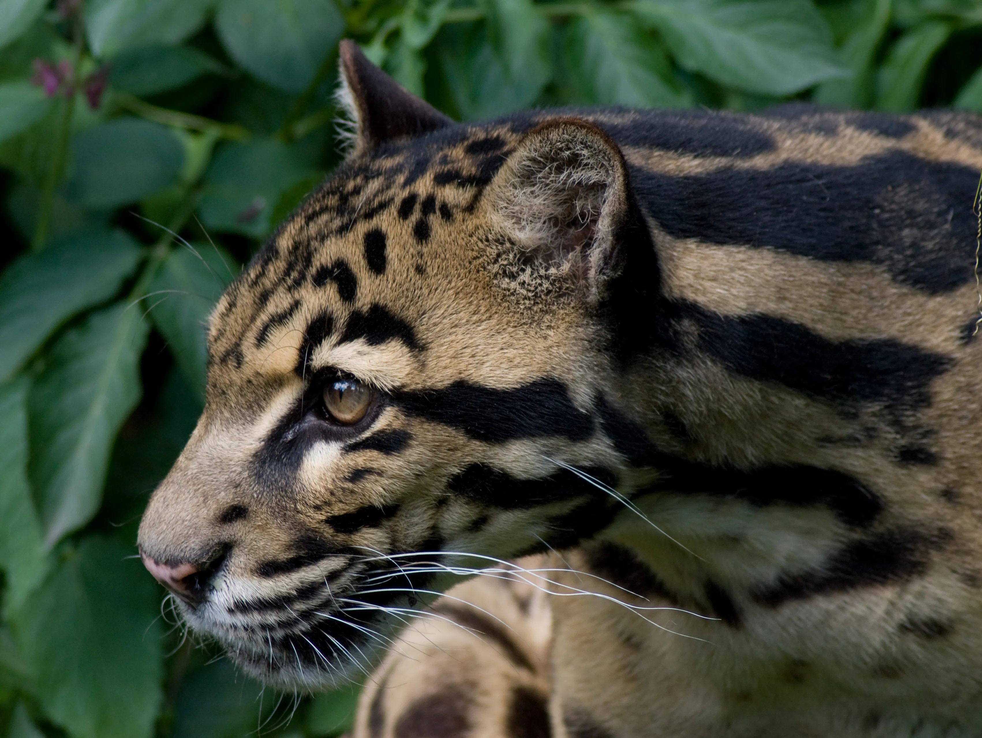 Borneo Lowland Rainforests One Earth — free download
